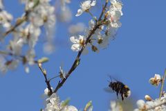 Von Blüte zu Blüte 