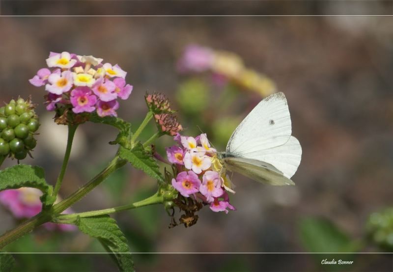 Von Blüte zu Blüte...