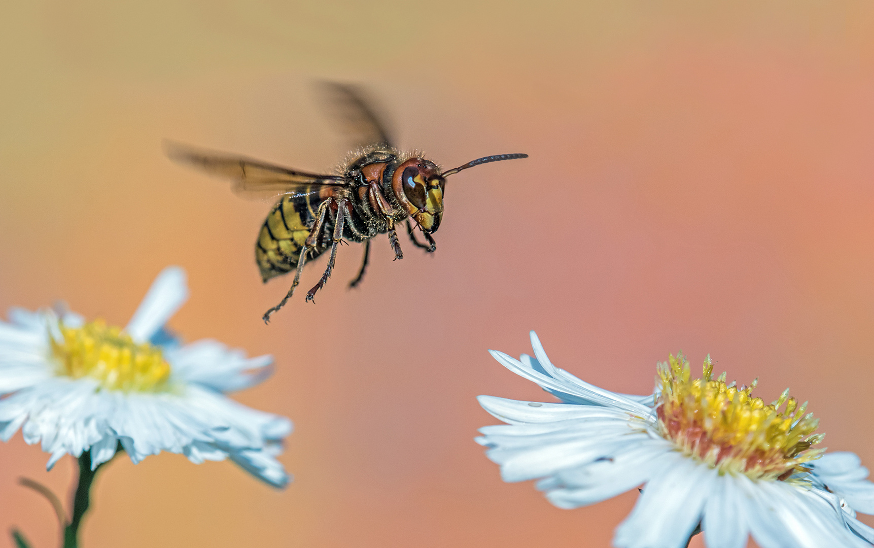 Von Blüte zur Blüte