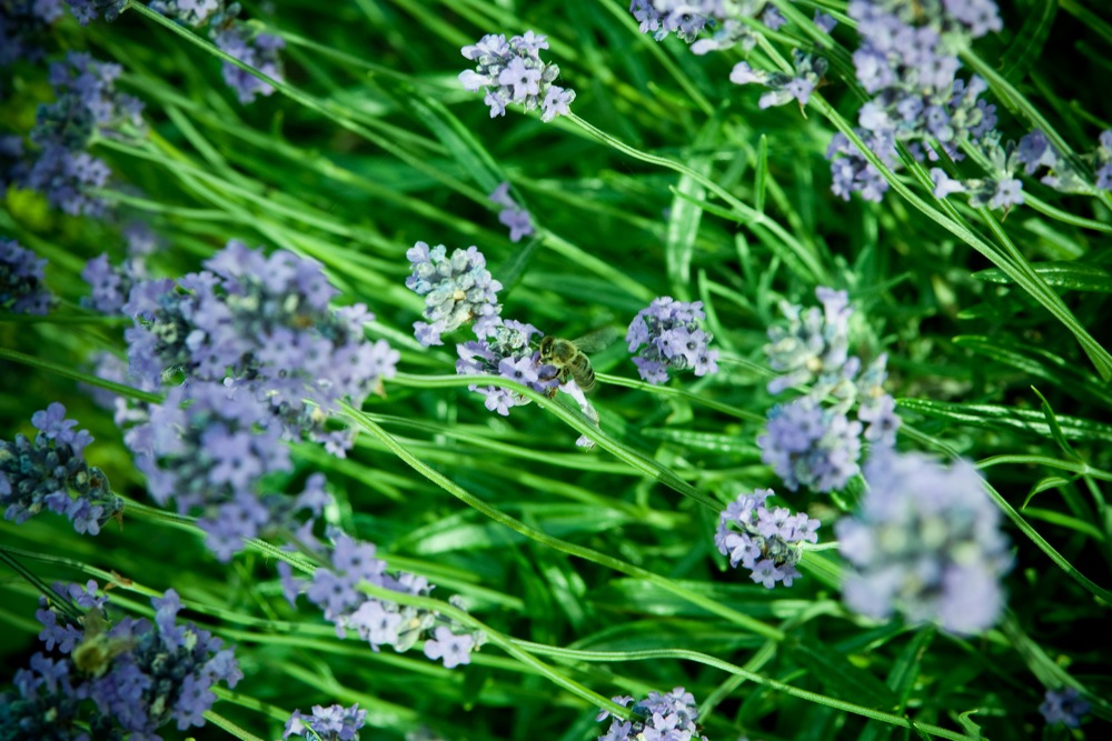 Von Blüten und Bienchen