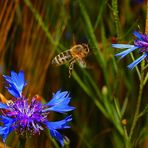 Von Blume zu Blume - ein fleißiges Bienchen