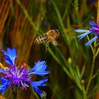 Von Blume zu Blume - ein fleißiges Bienchen