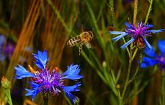 Von Blume zu Blume - ein fleißiges Bienchen