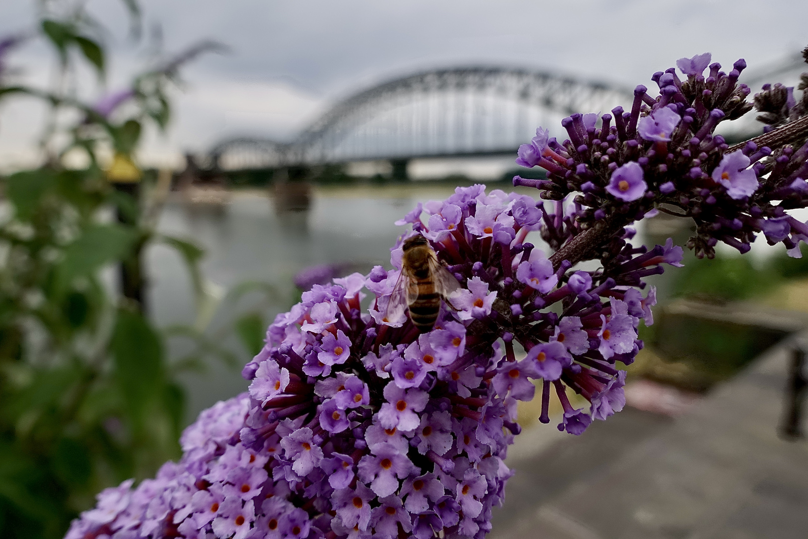 Von Blumen