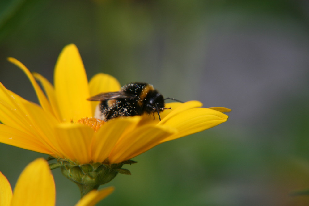 Von Blumen und ...