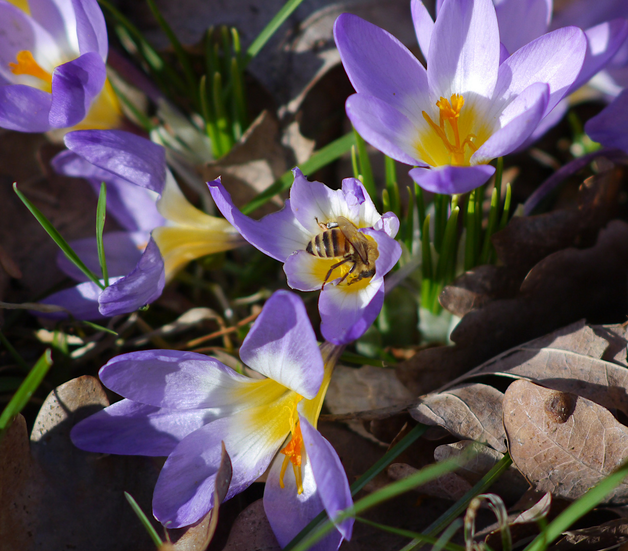 von Blumen und Bienen