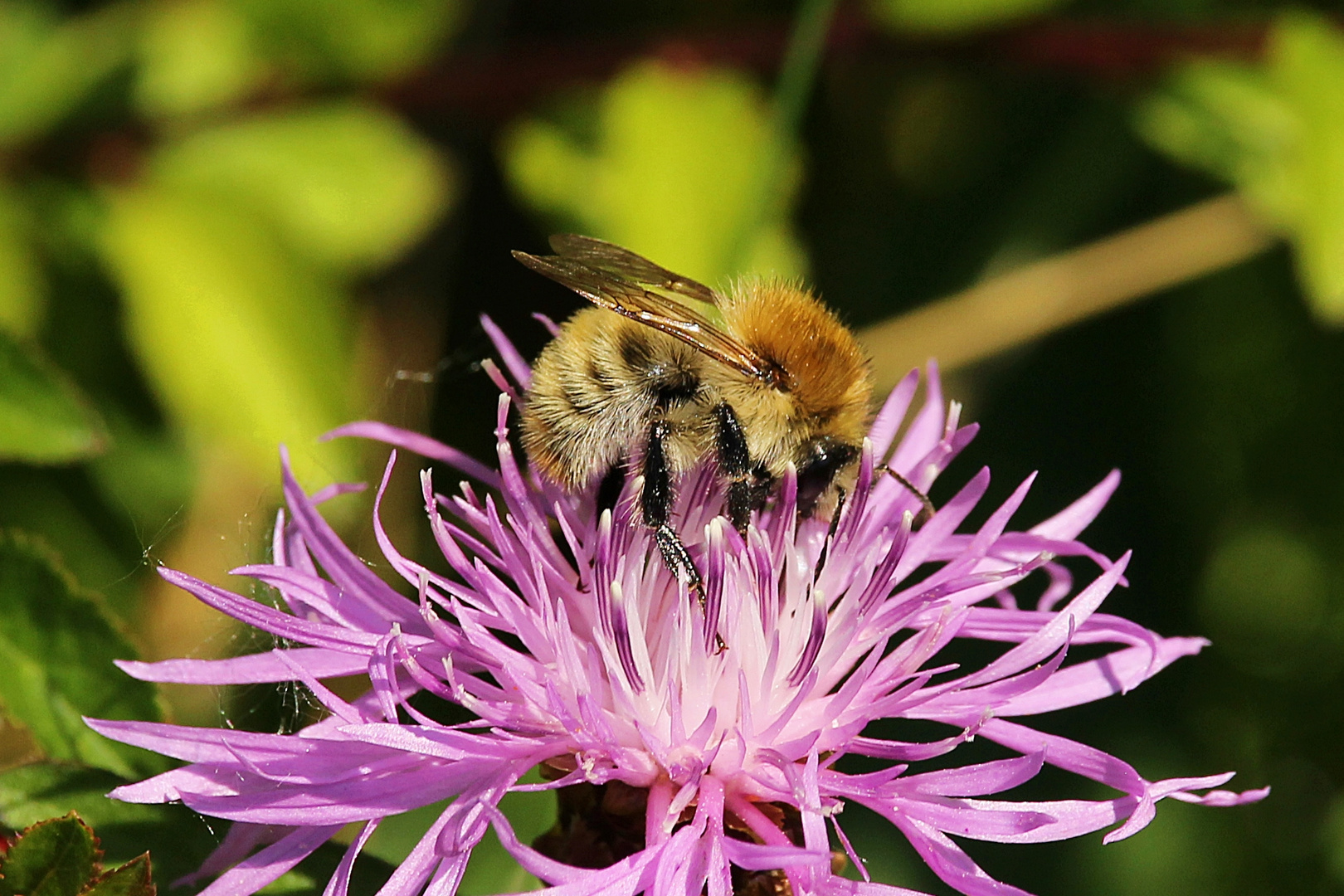 ... von Blumen und Bienen ...