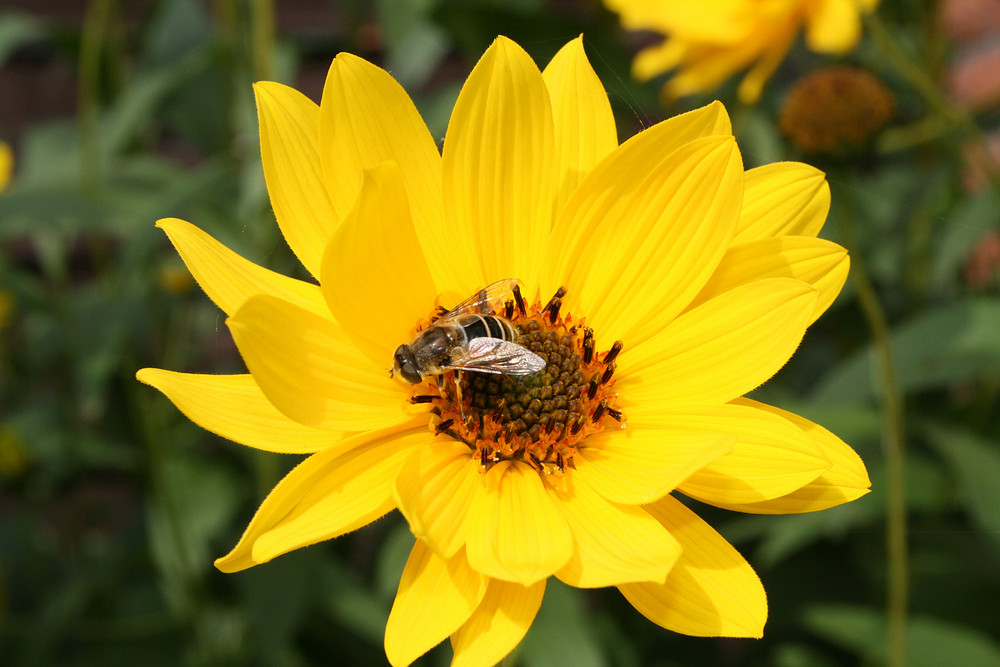 Von Blumen und Bienen....