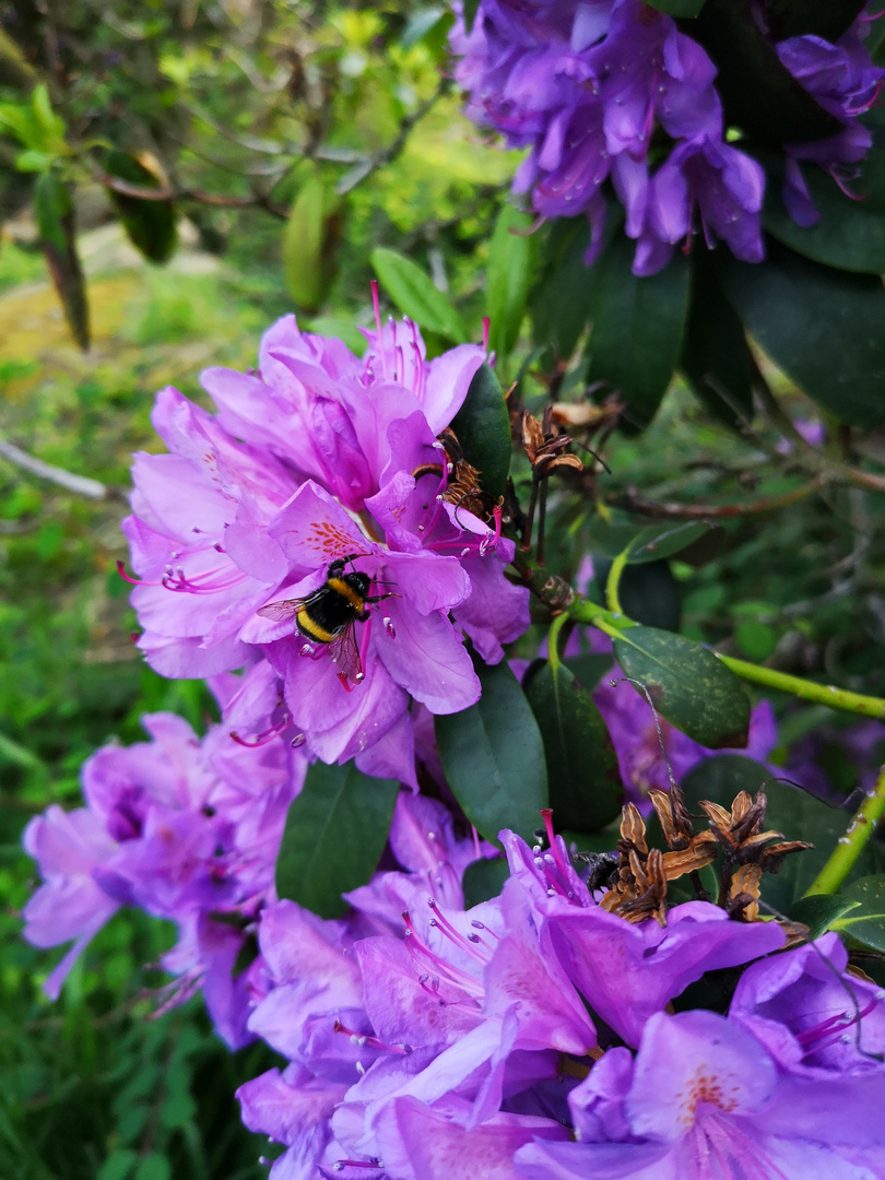 Von Blumen und Hummeln