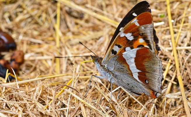 VON BLUMEN UND KOT: WARUM SCHMETTERLINGE MANCHMAL ANDERE WEGE GEHEN