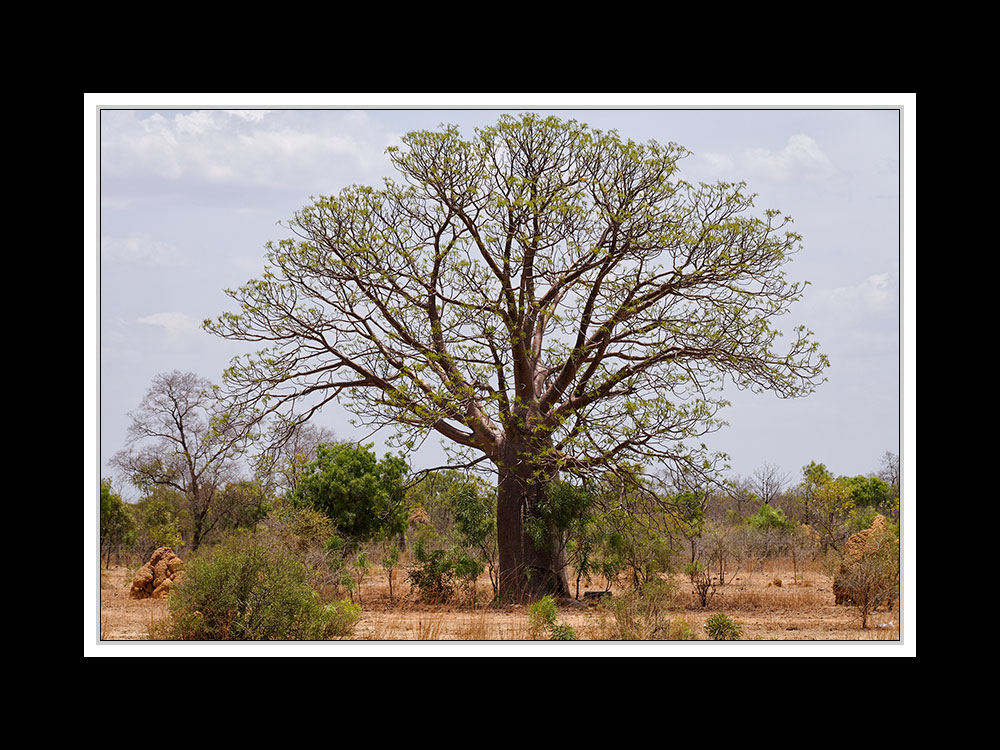 Von Broome nach Kununurra 04