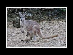 Von Cairns nach Brisbane 12