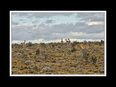 Von Cohaique nach Calafate 07