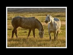 Von Cohaique nach Calafate 13