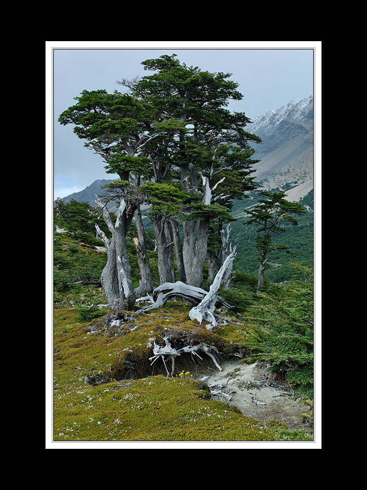 Von Cohaique nach Calafate 24