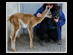 Von Cohaique nach Calafate 30