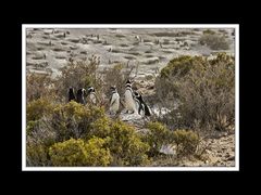 Von Comodoro Rivadavia zur Halbinsel Valdés 02