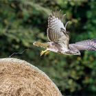 von dem Strohrad aus hatte er den besten Überblick ..... - 5a - 