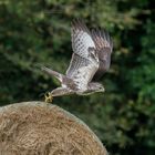 von dem Strohrad aus hatte er den besten Überblick ..... - 6 - 