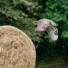 von dem Strohrad aus hatte er den besten Überblick ..... - 6 - 