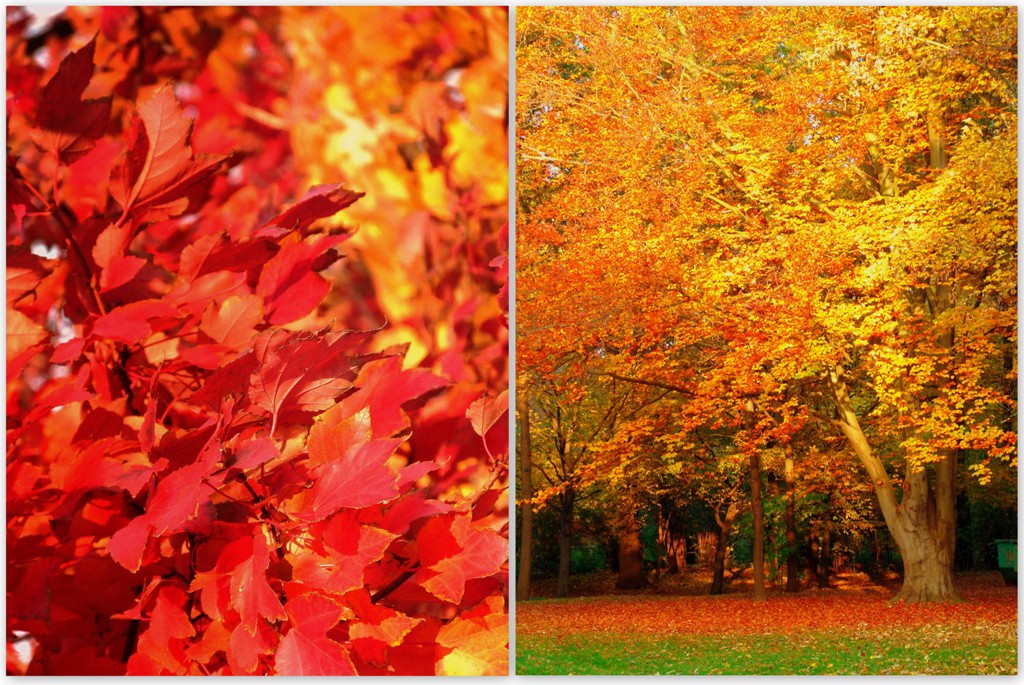 Von den 4 Jahreszeiten treibt es der Herbst am buntesten.