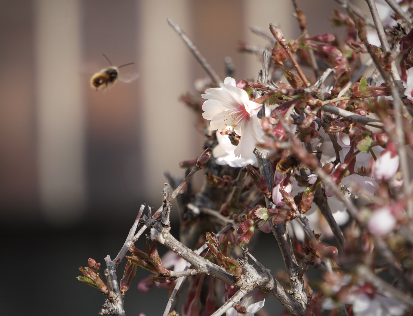 Von den Bienchen & den Blümchen 