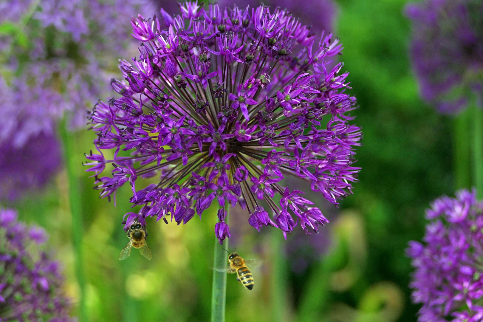 von den Bienen heimgesucht