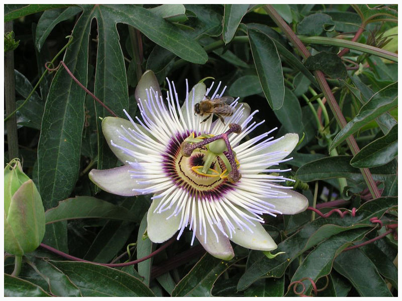 Von den Blumen und Bienen