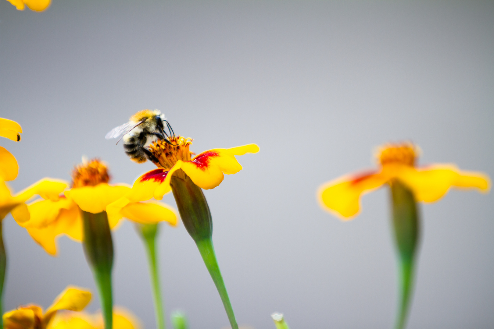 ...von den Blumen und den Bienen