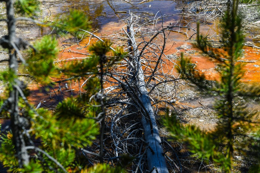 Von den Dämpfen erstickt und abgestoben                 DSC_4005-2