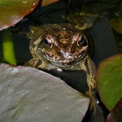 Von den erwachsenen Grasfröschen sind jetzt nur noch drei im oder am Teich.