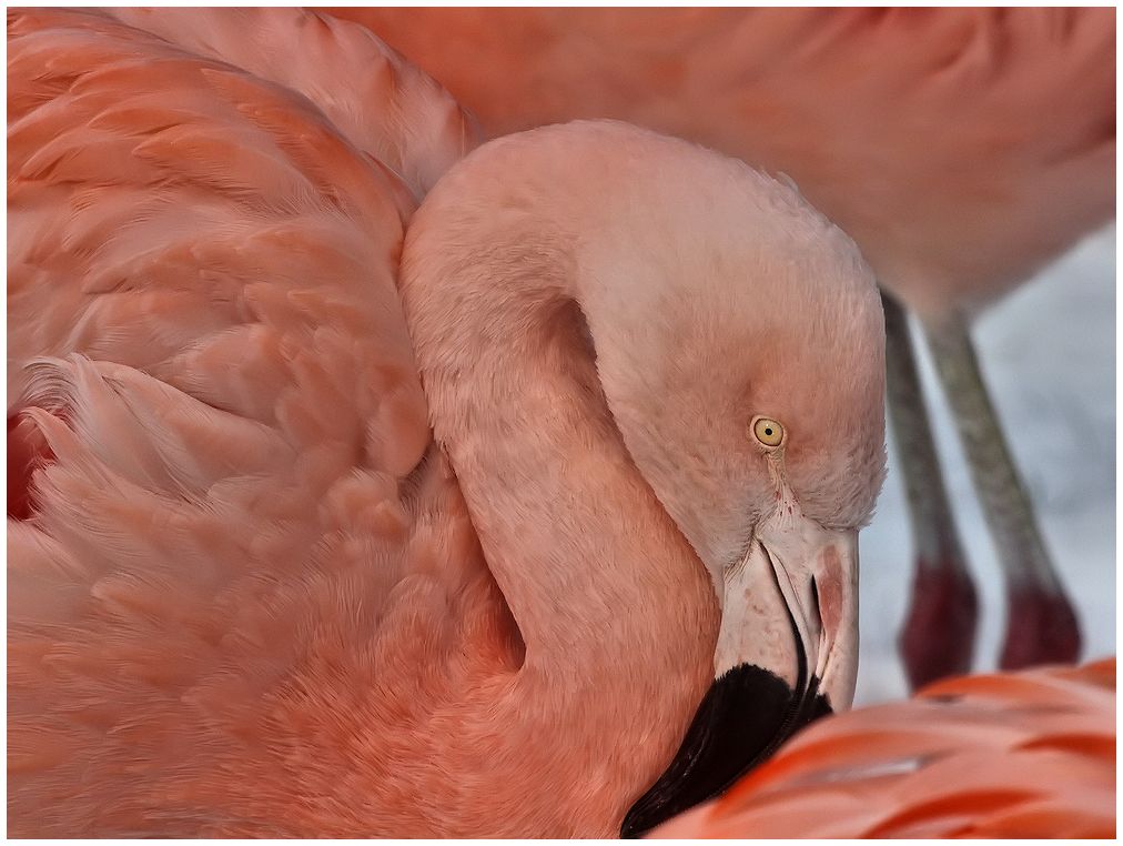 von den flamingos...