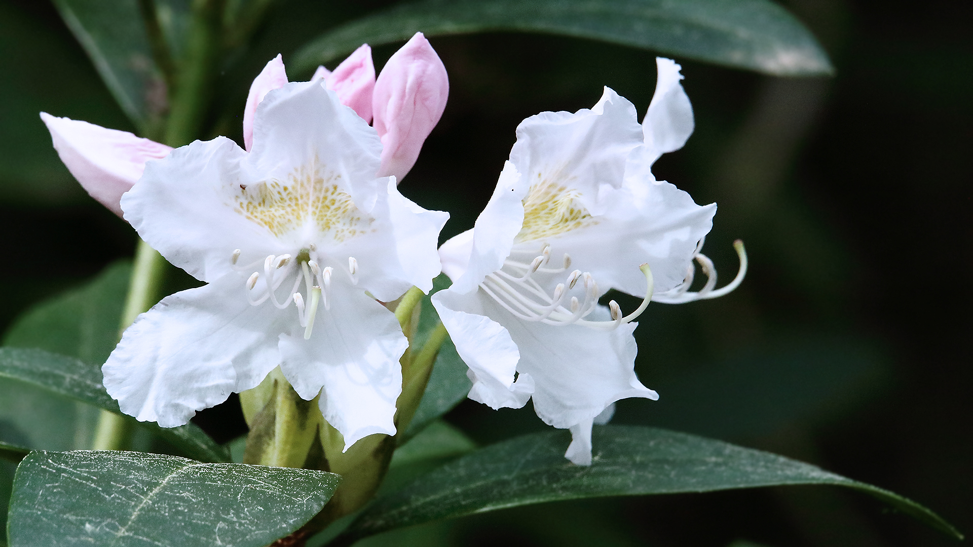 Von den frisch aufgeblühten Blüten musste ich ein Bild nehmen