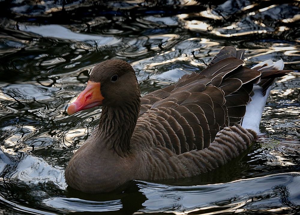 von den gänsen...