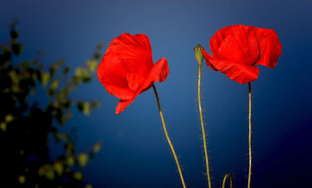 Von den Mohnblumen....