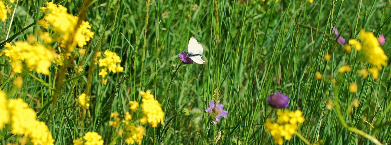 Von den Temperaturen her ist Frühling...