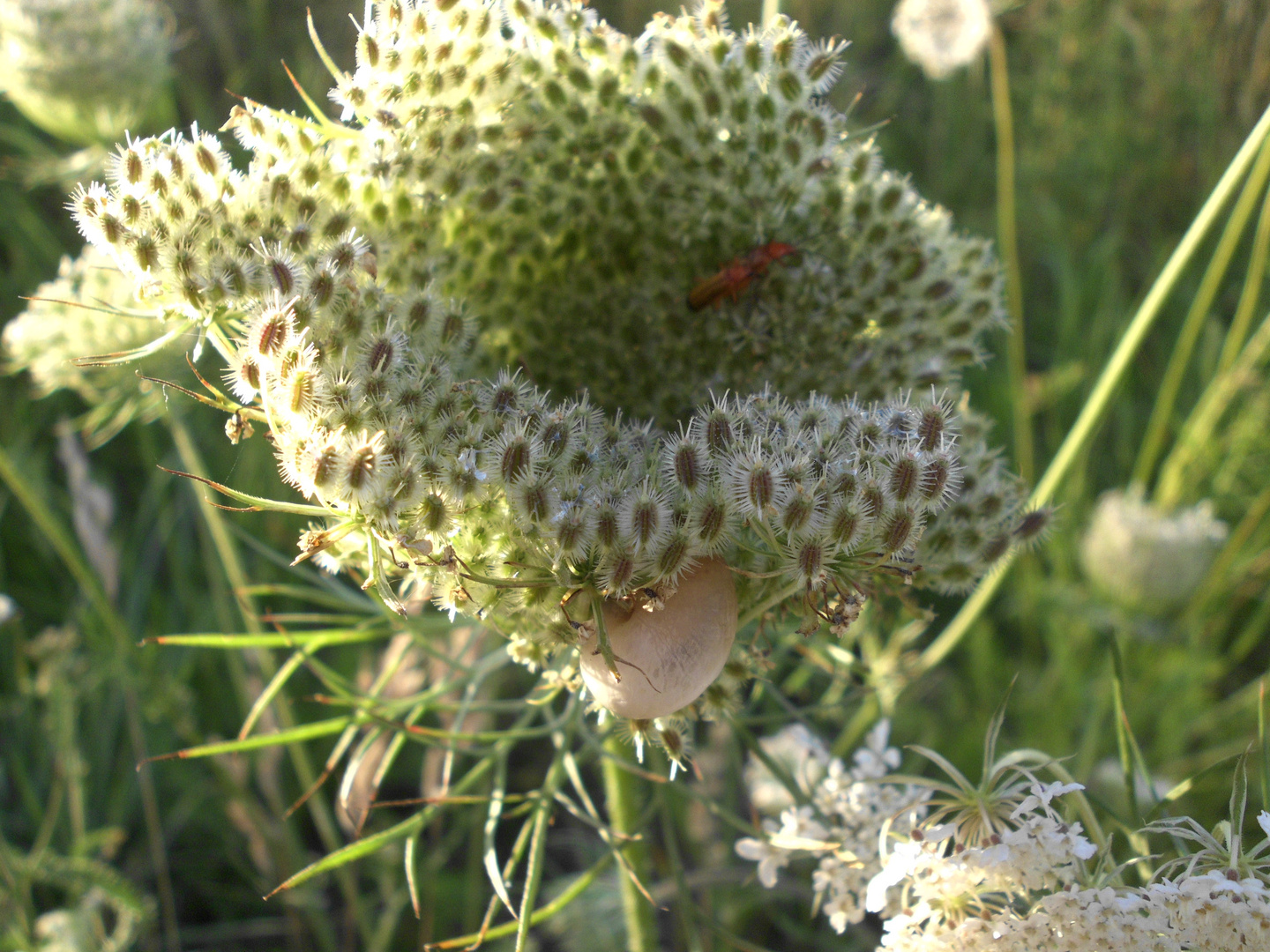 Von der Abendsonne beschienen