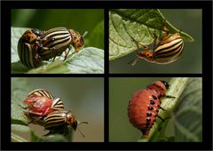 Von der Ackerliebe zum Käfer