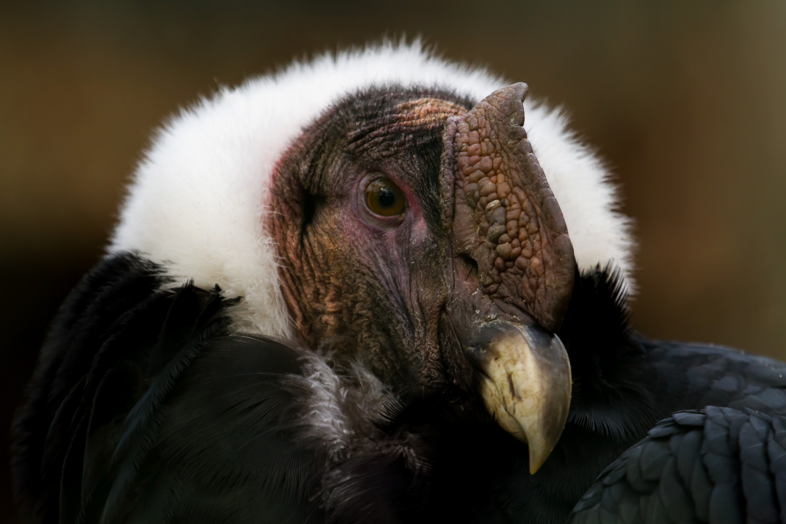 von der anderen seite ..... andencondor wildpark lüneburger heide