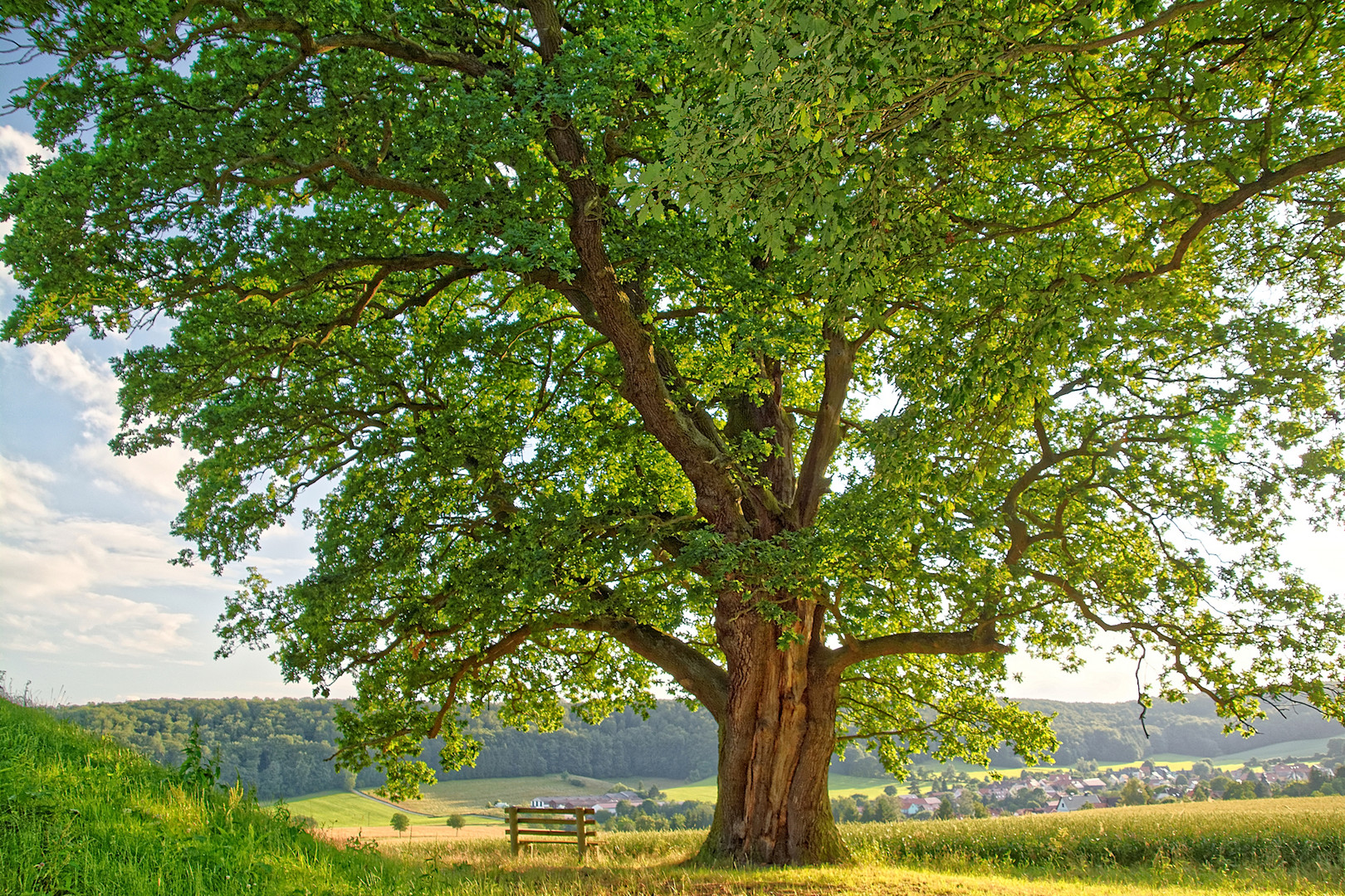 Von der Bank unter der Stiele Eiche am Hochbehälter bei Steinrode