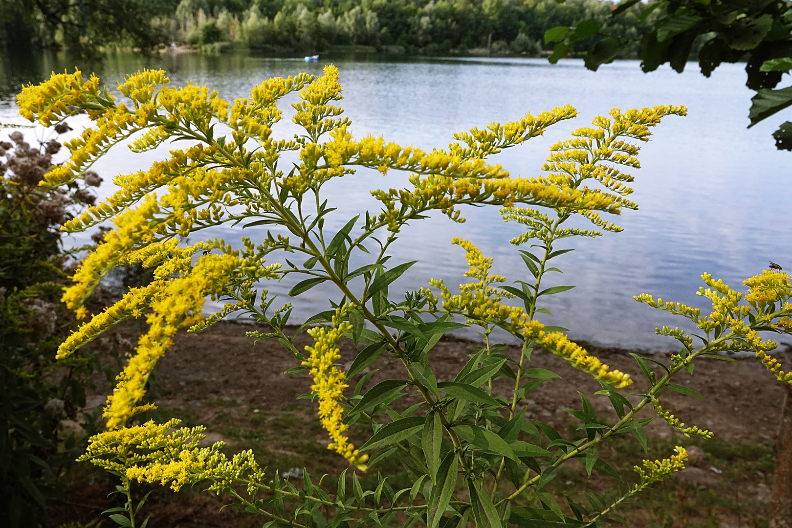 von der Blüte aus blickt die Fliege auf den See