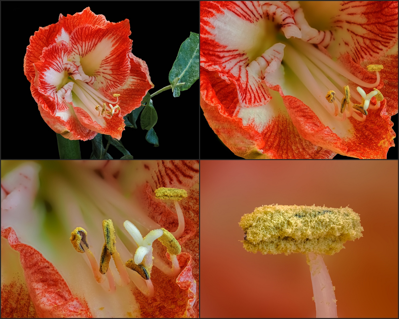 Von der Blüte bis zum Pollen