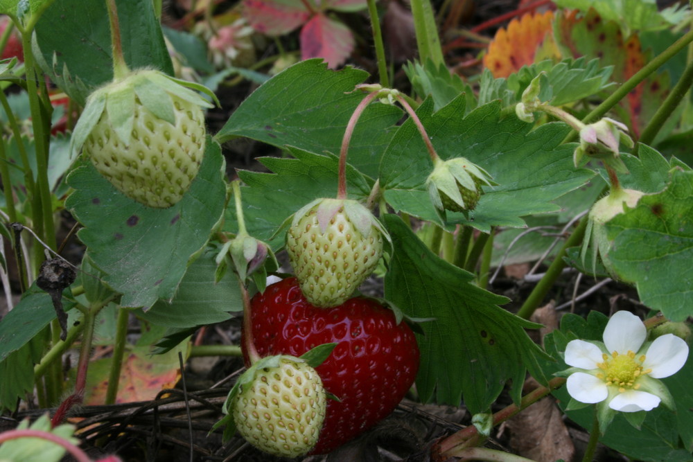 von der Blüte bis zur frucht Foto &amp; Bild | pflanzen, pilze &amp; flechten ...