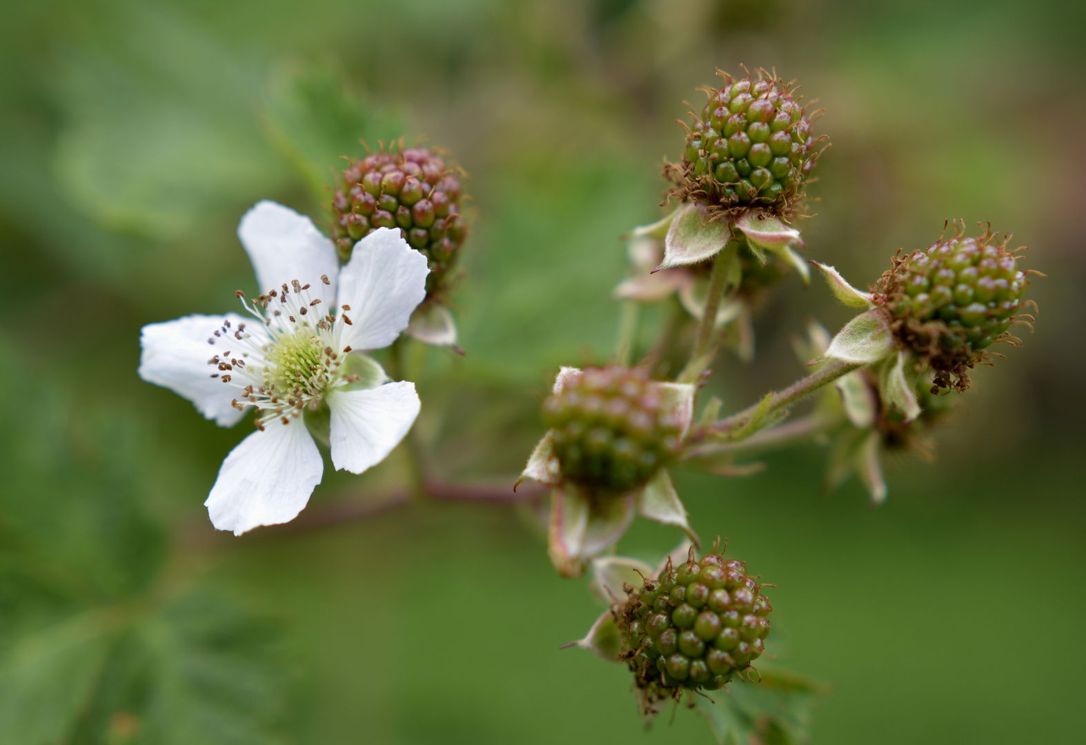 Von der Blüte zur Frucht