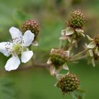 Von der Blüte zur Frucht