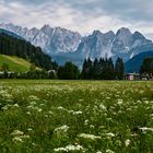 Von der Blumenwiese zum Gosaukamm 