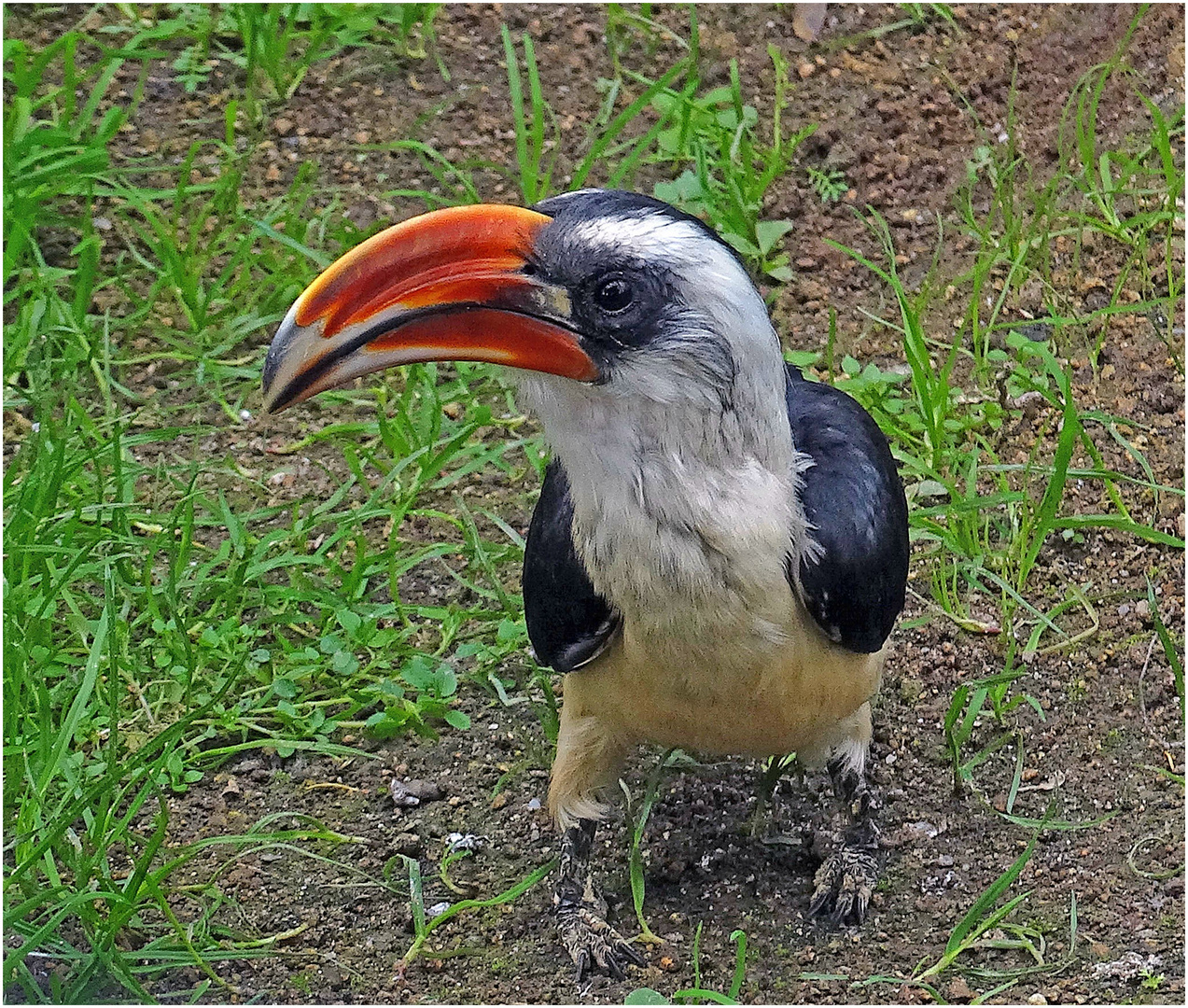 Von-der-Decken-Toko (2) -Zoo Neuwied-