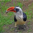 Von-der-Decken-Toko (2) -Zoo Neuwied-