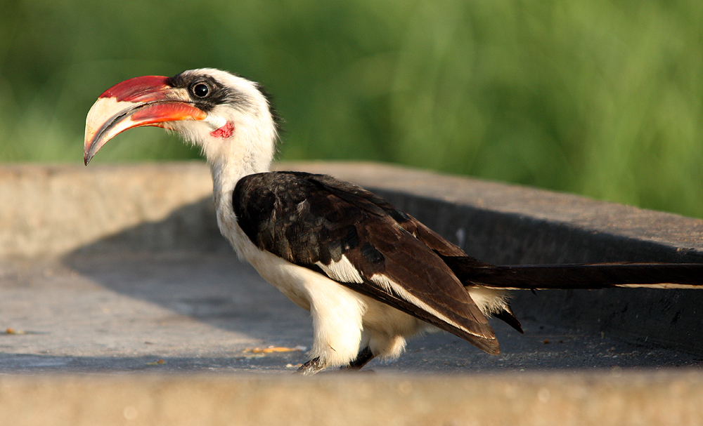 Von der Decken's Hornbill