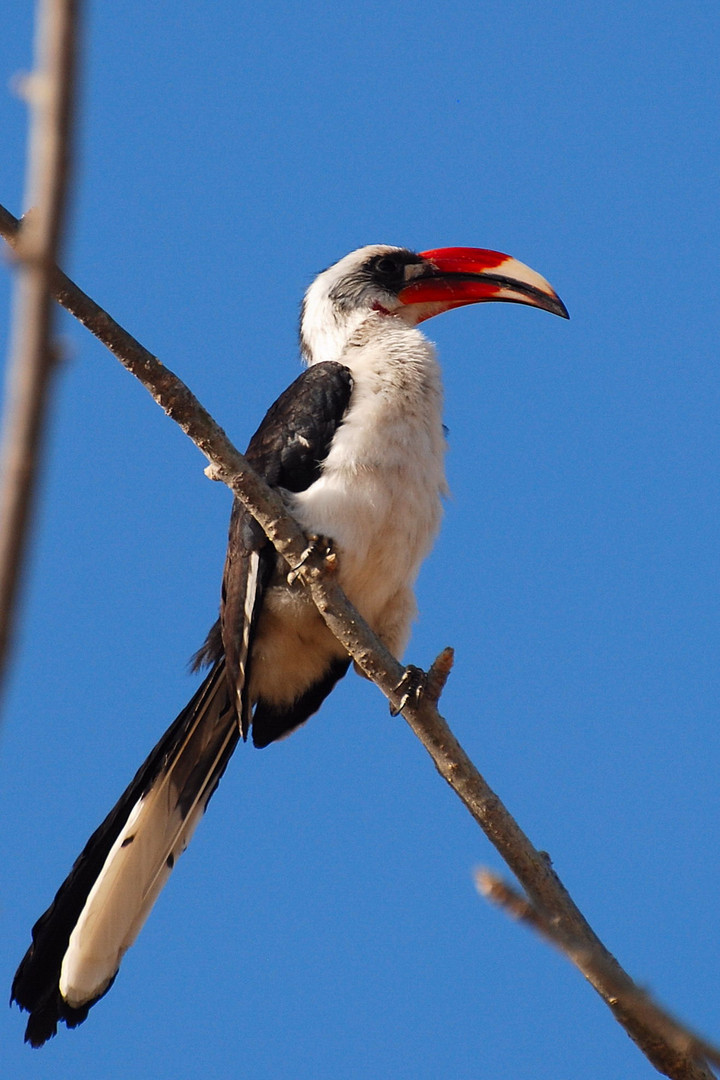 Von der Decken´s Hornbill (Tockens deckeni)